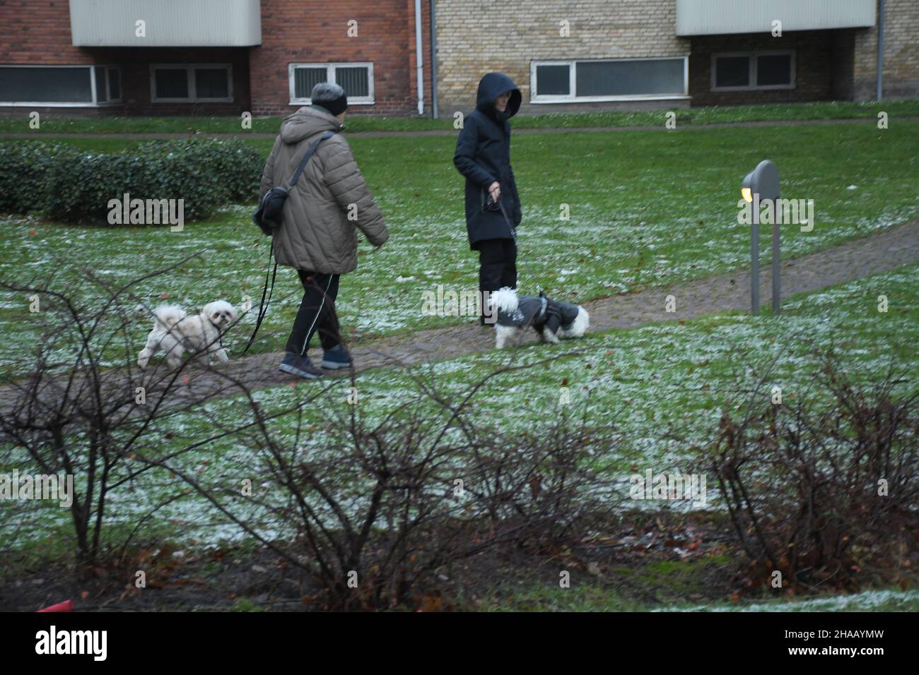 Copenhagen/Denmark./11 December 2021/ Senior femaes walk thier pets dog