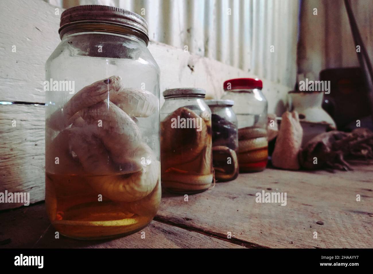 Row of jars containing preserved snakes - Dark & Moody Stock Photo