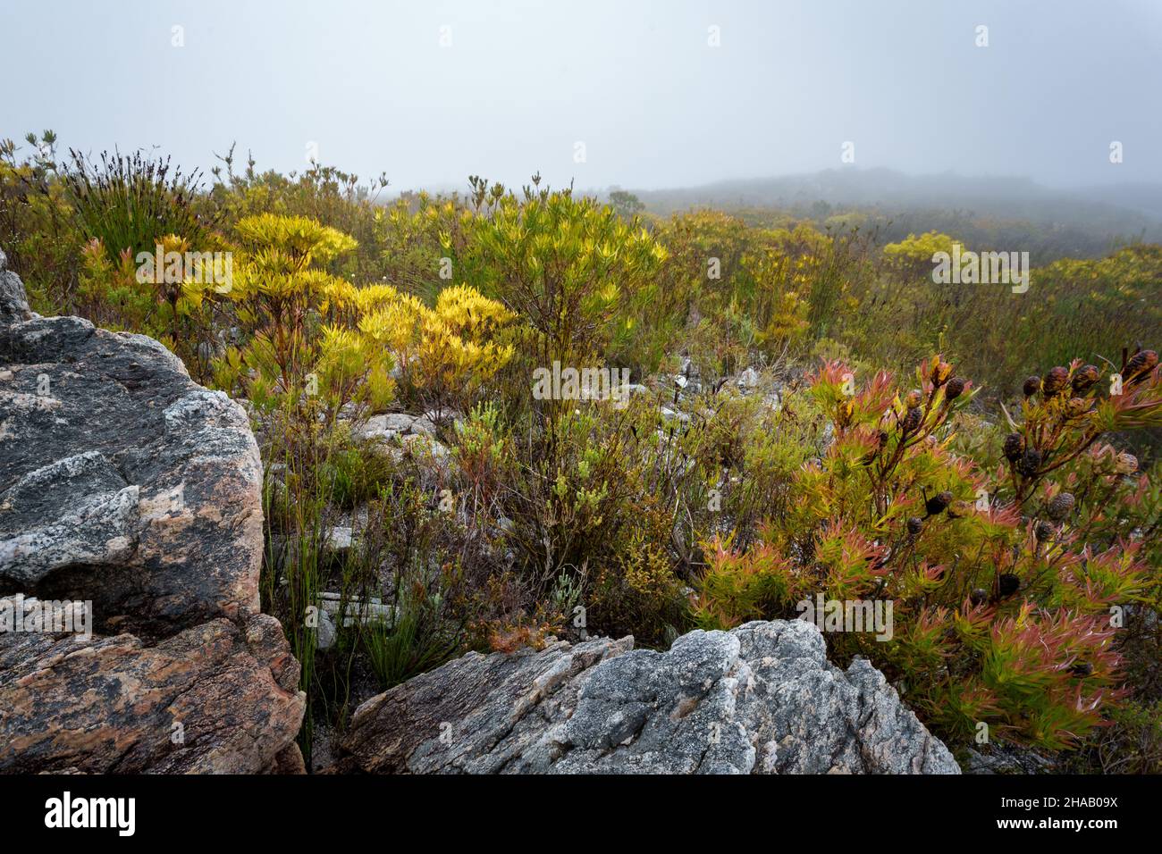 Fynbos vegetation amongst mountain rocks in the mist. Kogelberg Nature Reserve, Whale Coast, Overberg, Western Cape, South Africa. Stock Photo