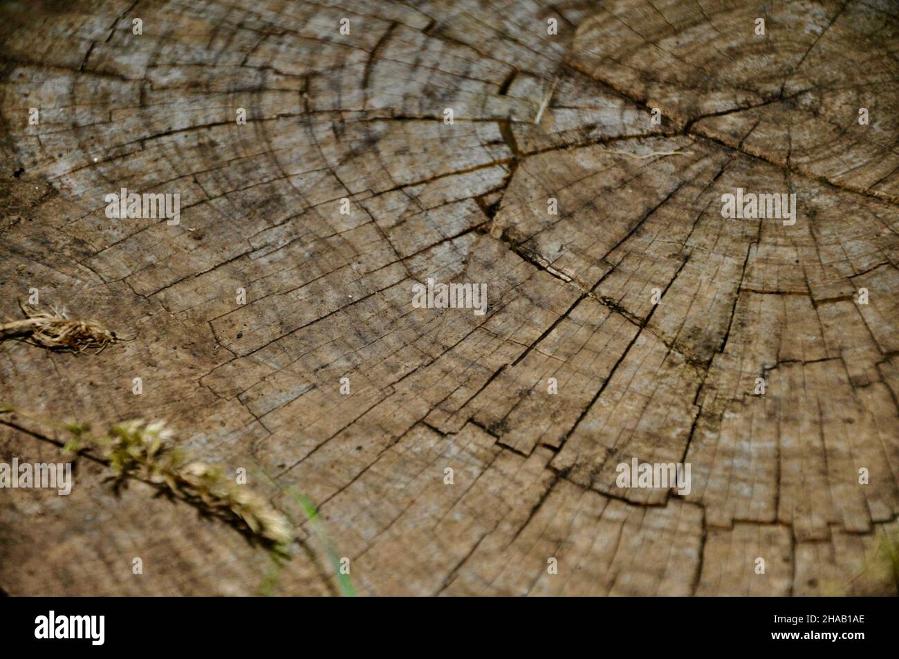 Wood texture cut tree trunk. Background, lumber. Stock Photo