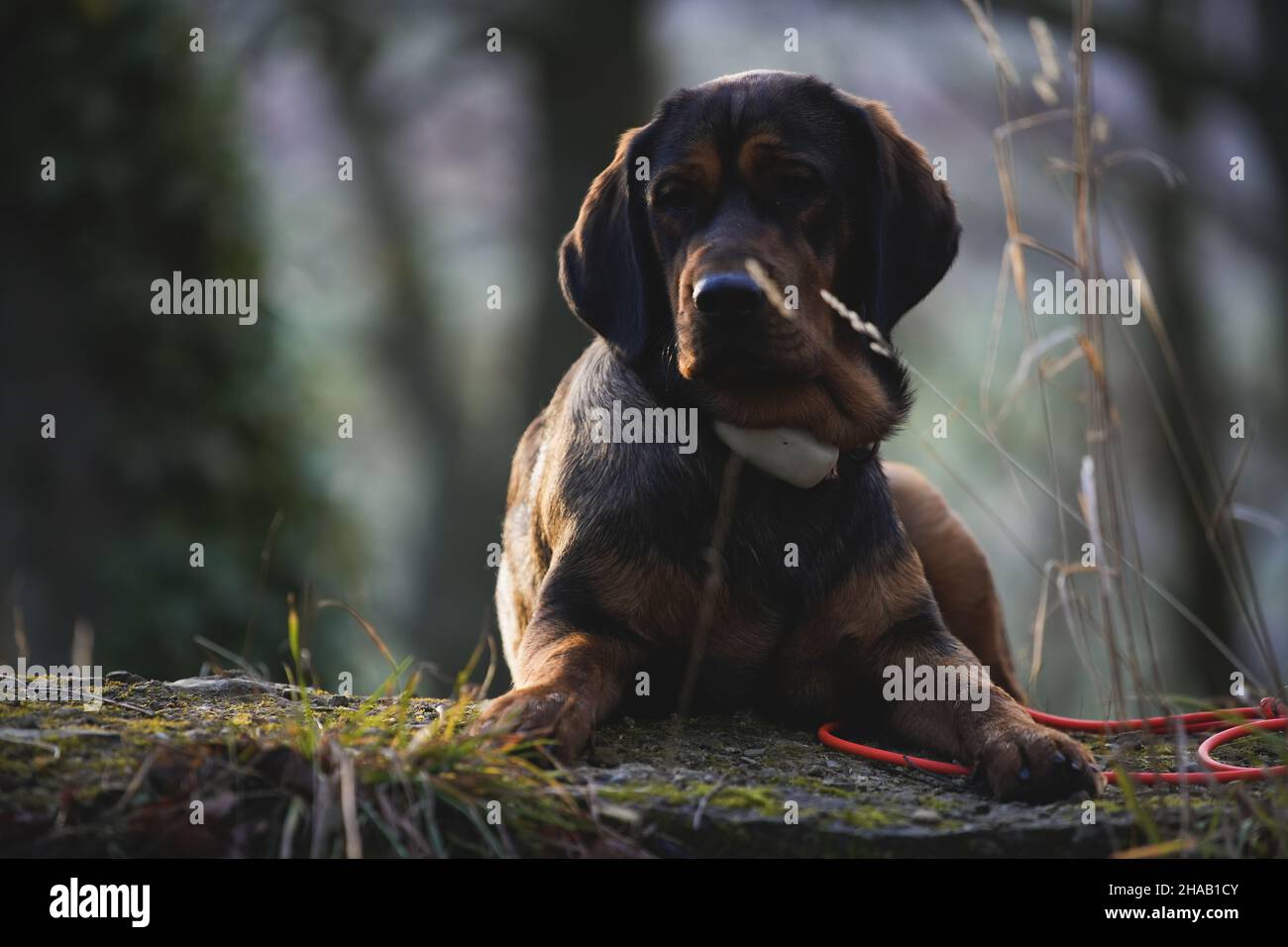 A German Wirehaired Pointer dog sitting on the ground Stock Photo