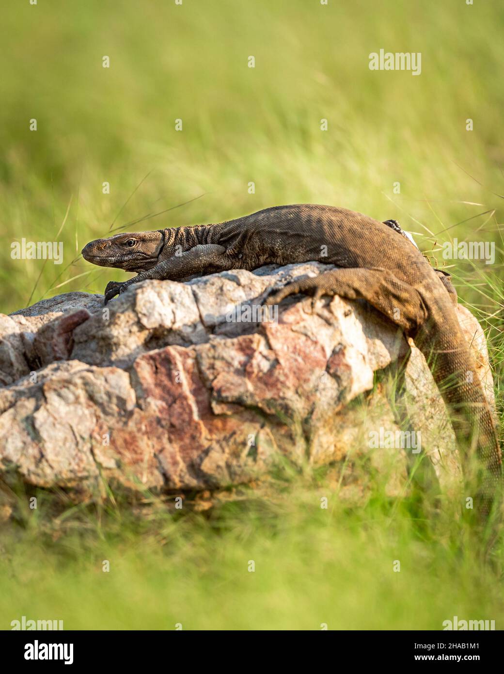 monitor lizard or bengal monitor or common indian monitor or varanus bengalensis portrait on rock in natural post monsoon green forest at ranthambore Stock Photo