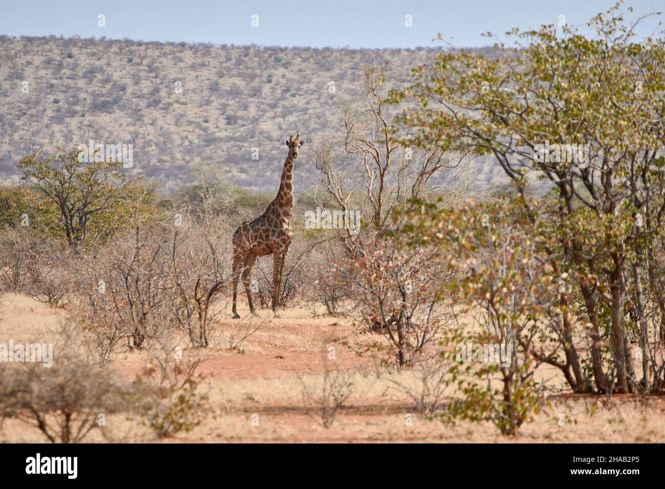 One Angolan giraffe (Giraffa camelopardalis angolensis) in African landscape at Etosha national park, Namibia. Stock Photo