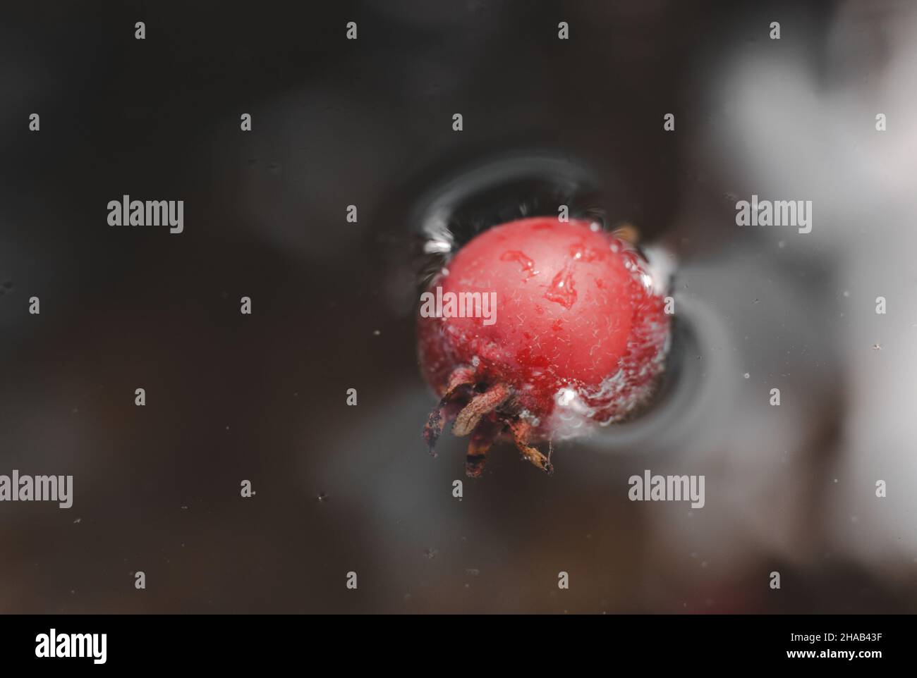 Hawthorn fruits float on the surface of the water. Fruits float in the