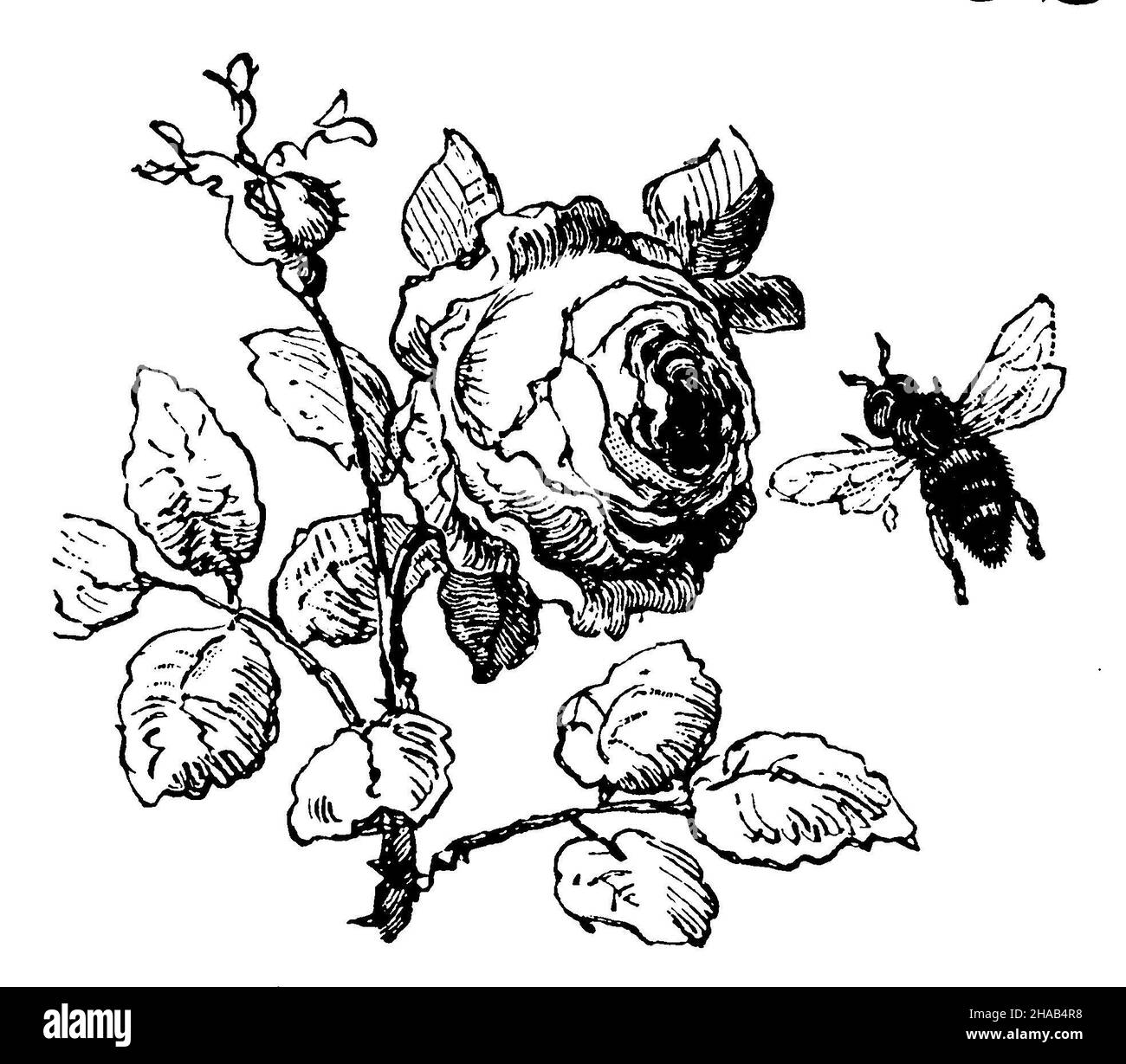 Rose is flown by bee, ,  (reading book, 1883), Rose wird von Biene angeflogen, Rose est approchée par une abeille Stock Photo
