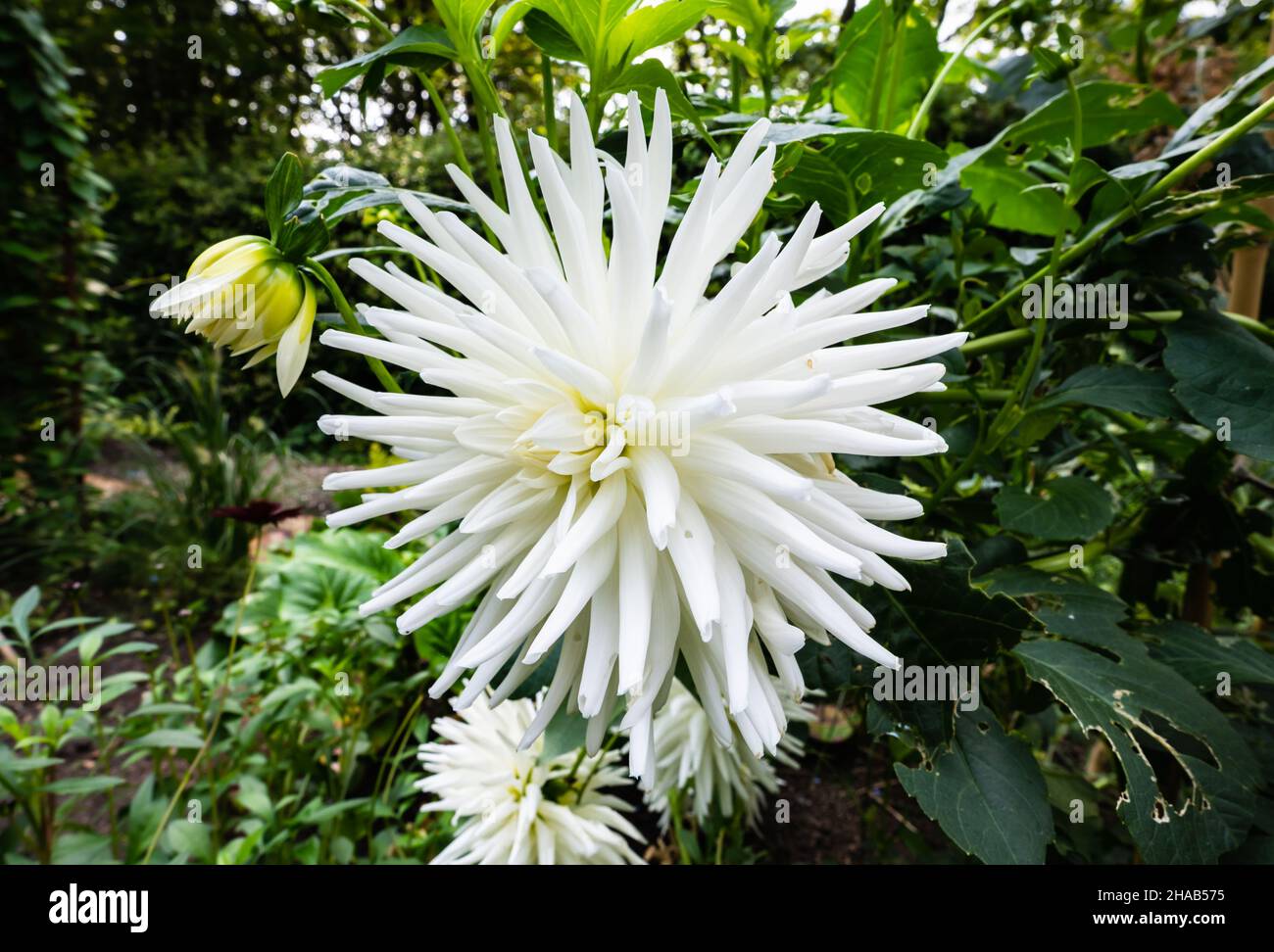 White semi-cactus Dahlia Tuber flower in Autumn in the UK. Stock Photo
