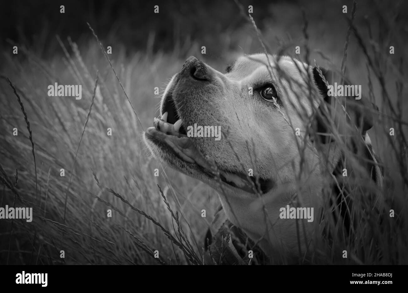 portrait of black and white dogs face Stock Photo