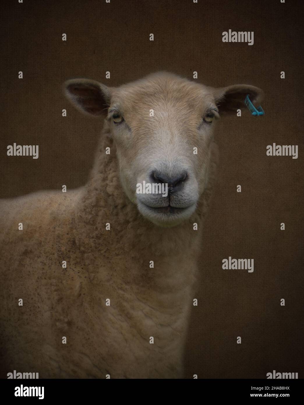 portrait of a sheep Stock Photo