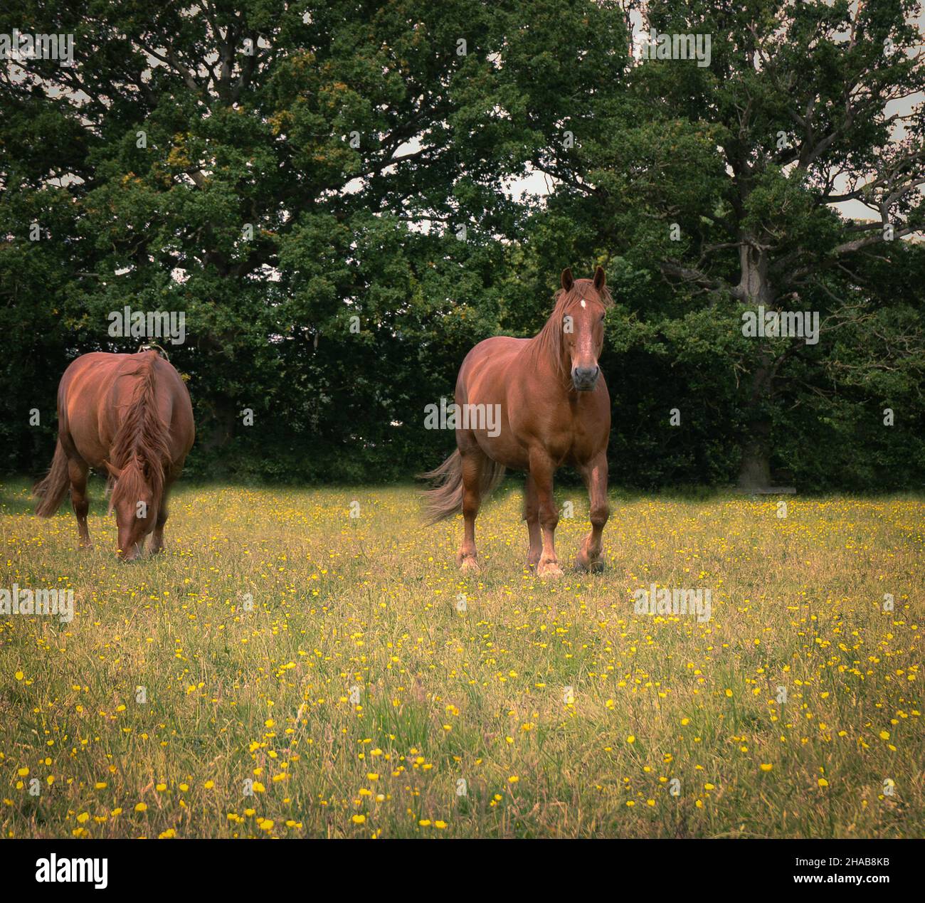 Suffolk Rural Equine Rare breed suffolk punch horse hi-res stock photography and images - Alamy