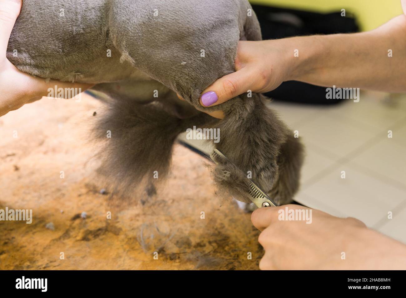 Cat grooming in pet beauty salon. The wizard uses the scissors for ...