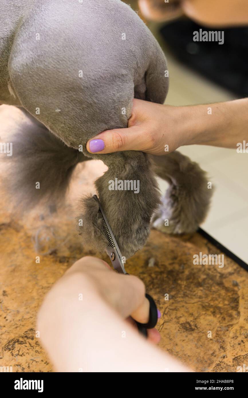 Cat grooming in pet beauty salon. The wizard uses the scissors for ...