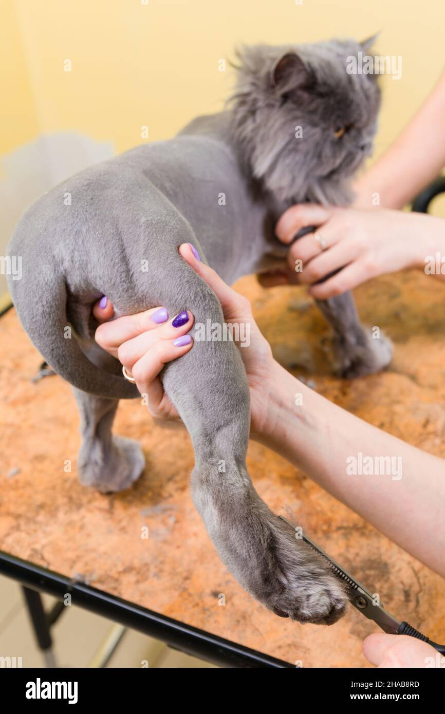 Cat grooming in pet beauty salon. The wizard uses the scissors for ...