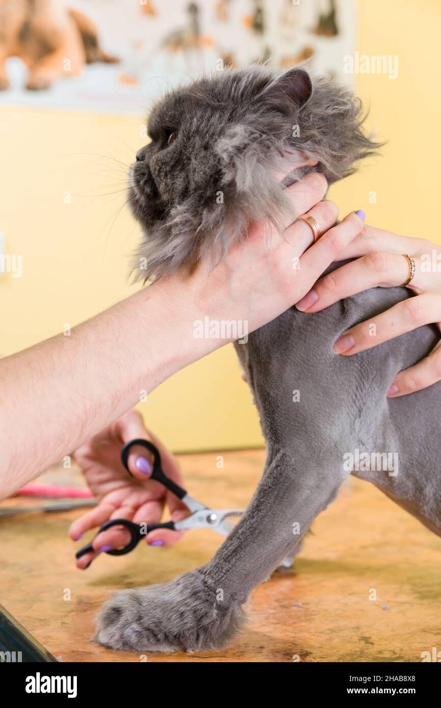 Cat grooming in pet beauty salon. The wizard uses the scissors for ...
