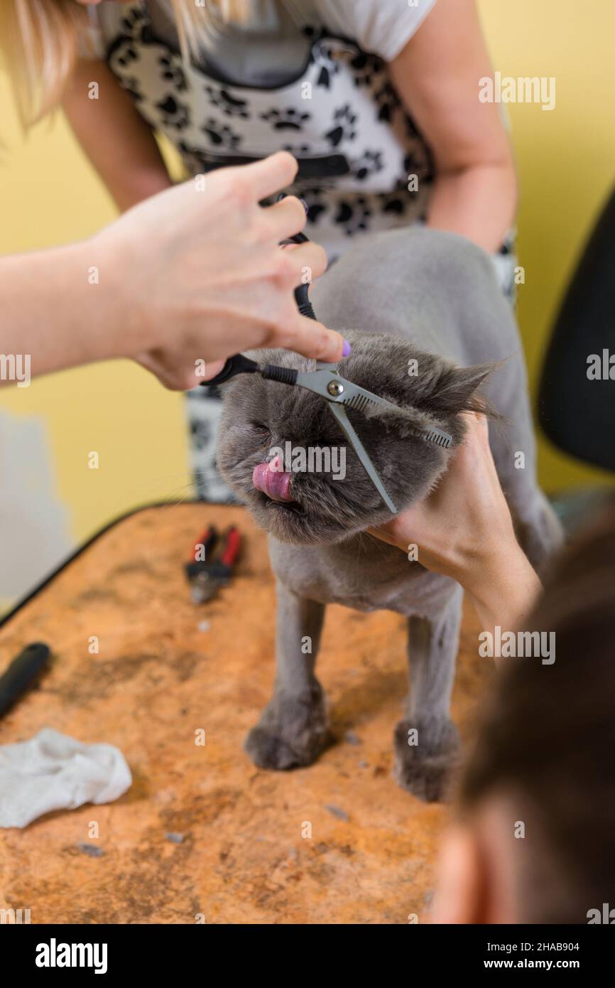 Cat grooming in pet beauty salon. The wizard uses the scissors for ...