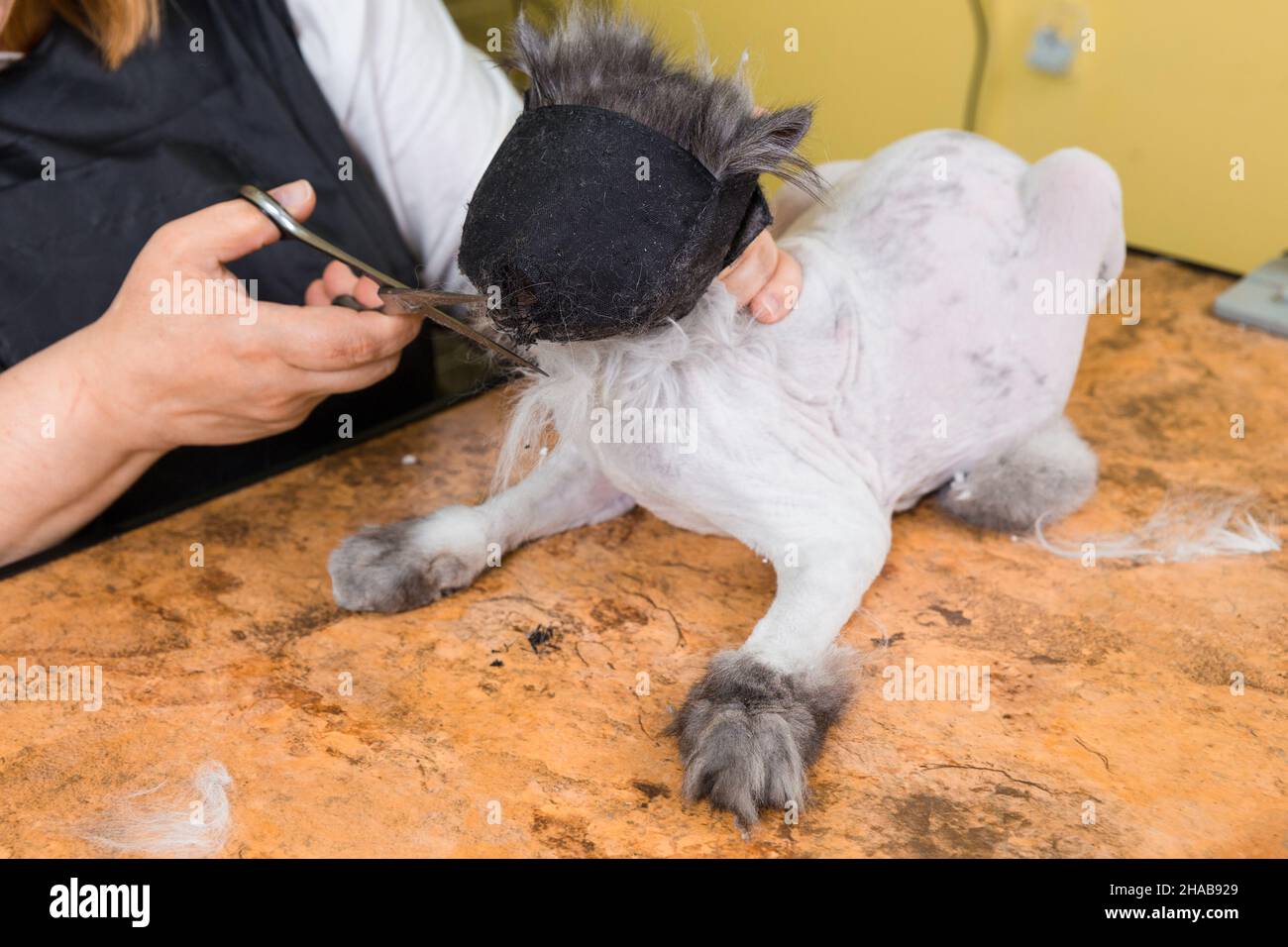 Cat grooming in pet beauty salon. The wizard uses the muzzle for
