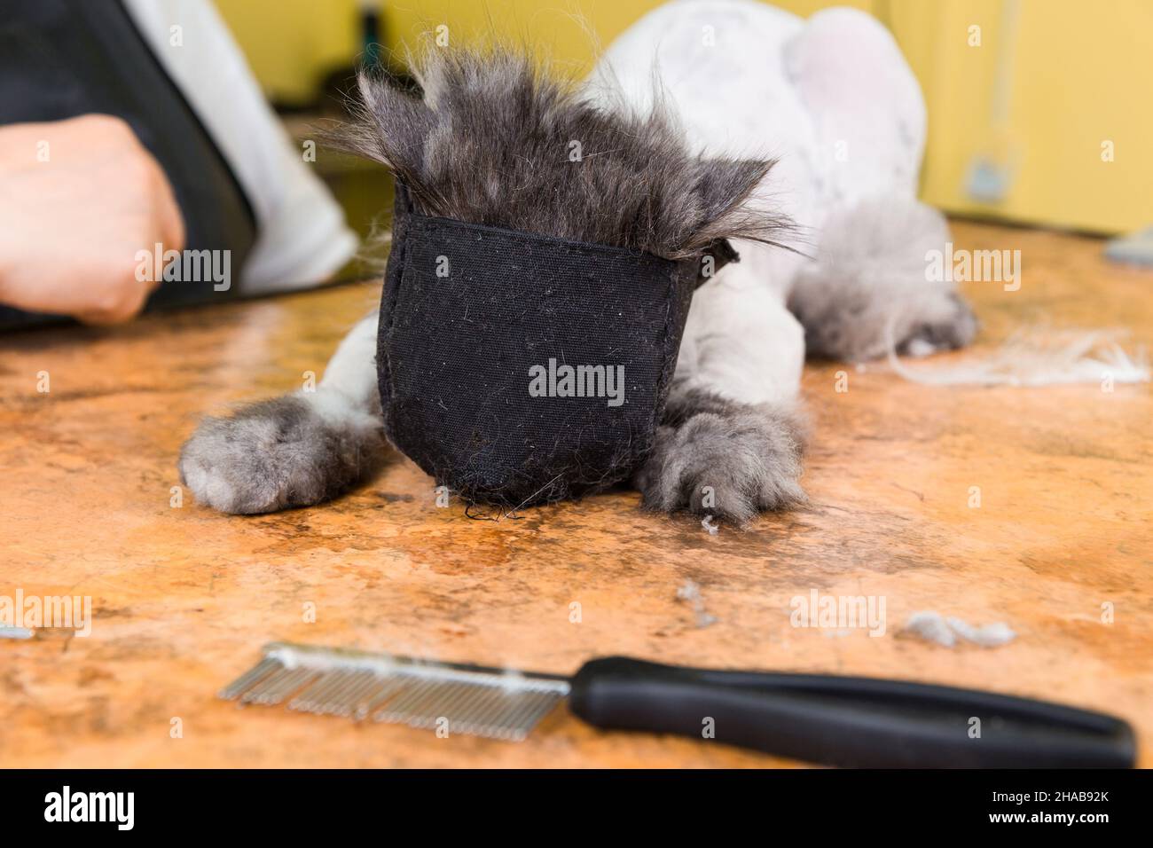 Cat grooming in pet beauty salon. The wizard uses the muzzle for