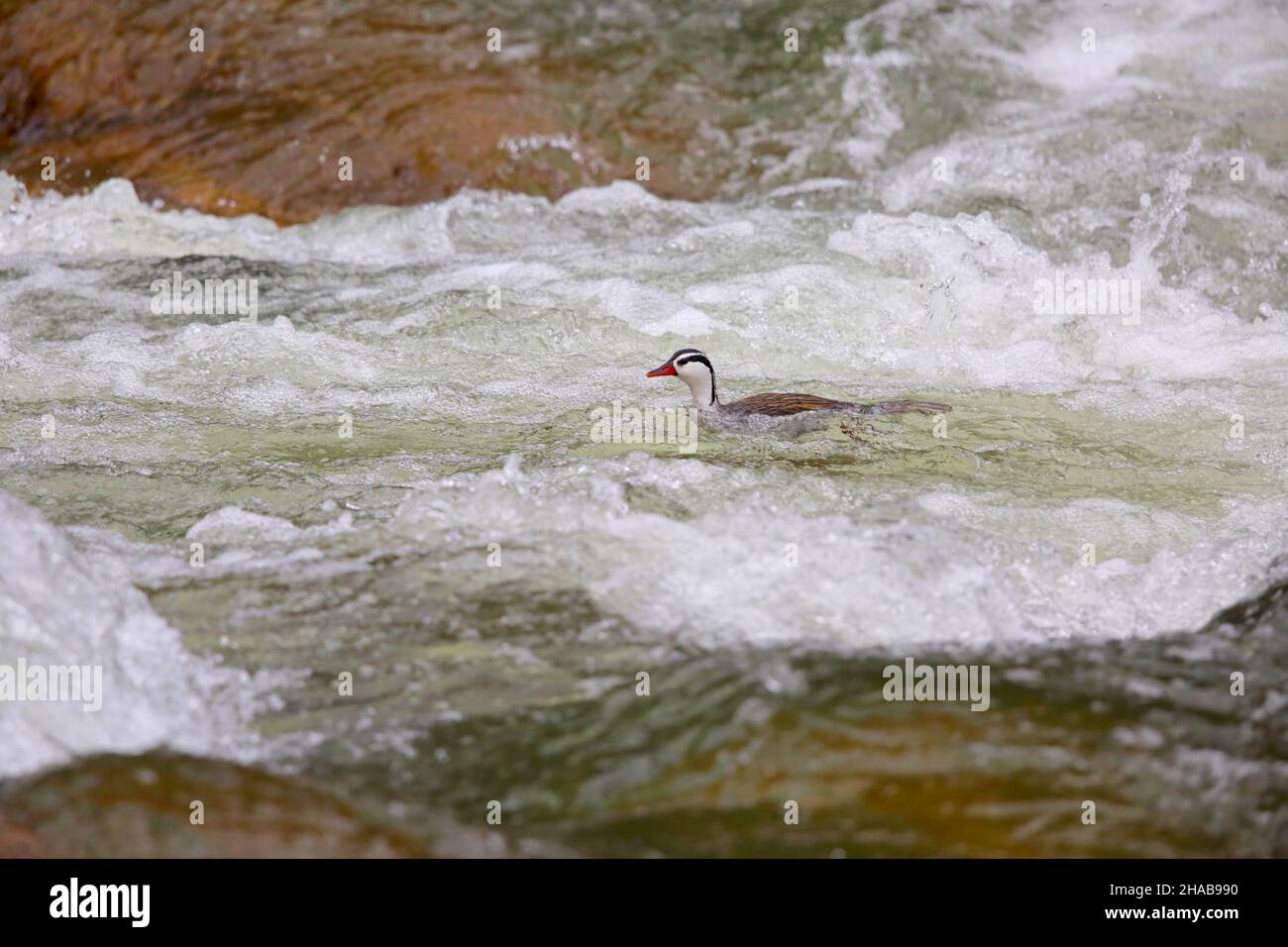 Drake torrent hi-res stock photography and images - Alamy