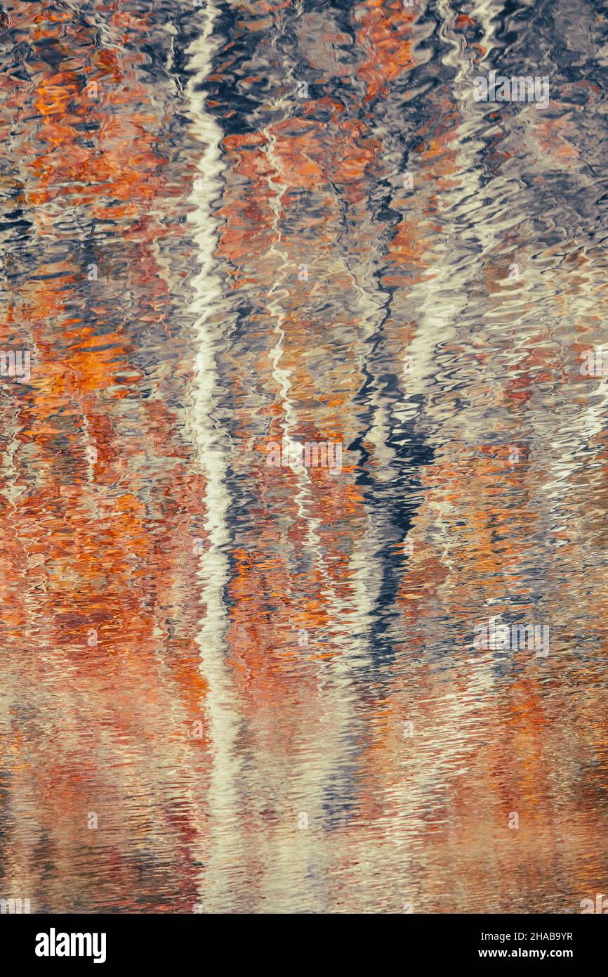A beautiful piece of fine art photography depicting silver birch trees in autumn using intentional camera movement for impressionist painterly effect. Stock Photo