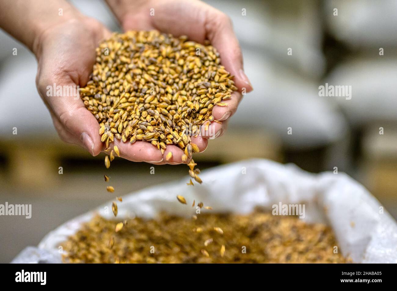 Two palms filled with wheat malt. Grains spill out of hands Stock Photo
