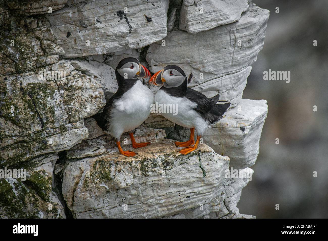 two puffins standing on a rocky outcrop of a cliff. they are facing each other Stock Photo