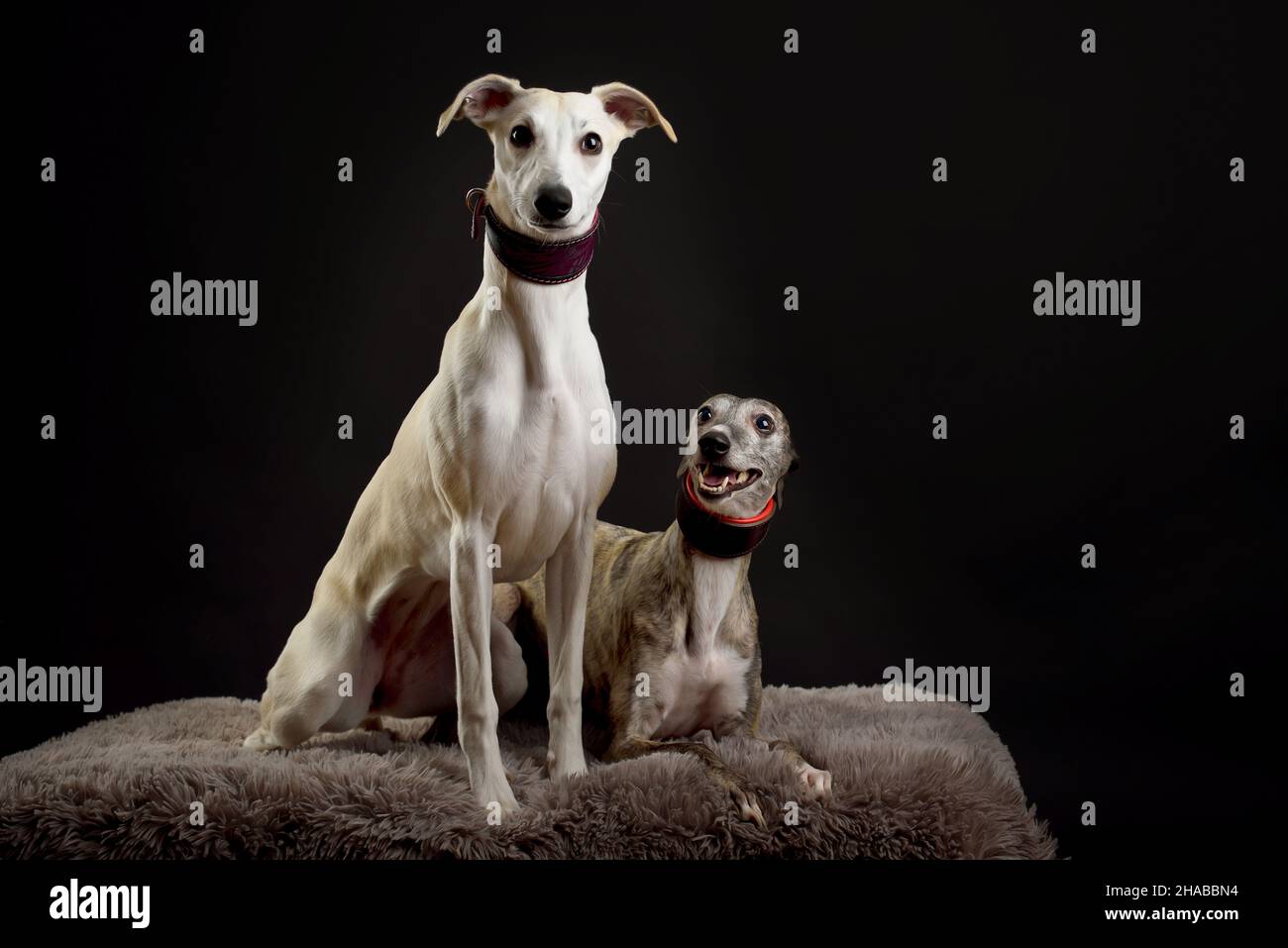 Whippets in the studio. A dog portrait of a two whippet dogs on black background. Stock Photo