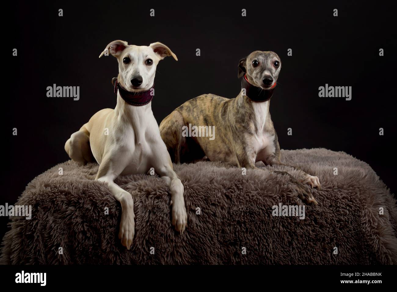 Whippets in the studio. A dog portrait of a two whippet dogs on black background. Stock Photo