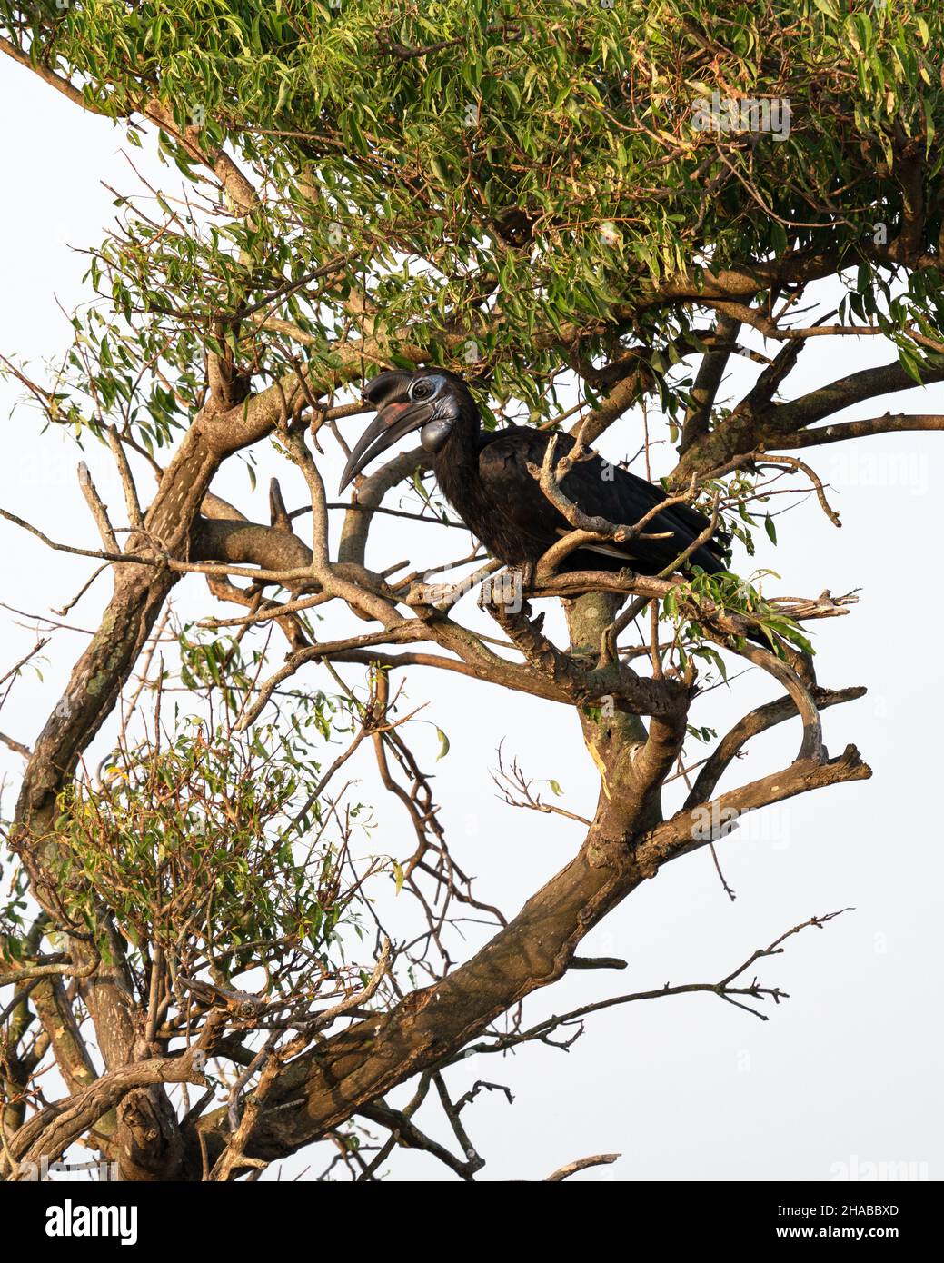 Ground hornbill (Bucorvus abyssinicus), Murchison Falls National Park, Uganda Stock Photo