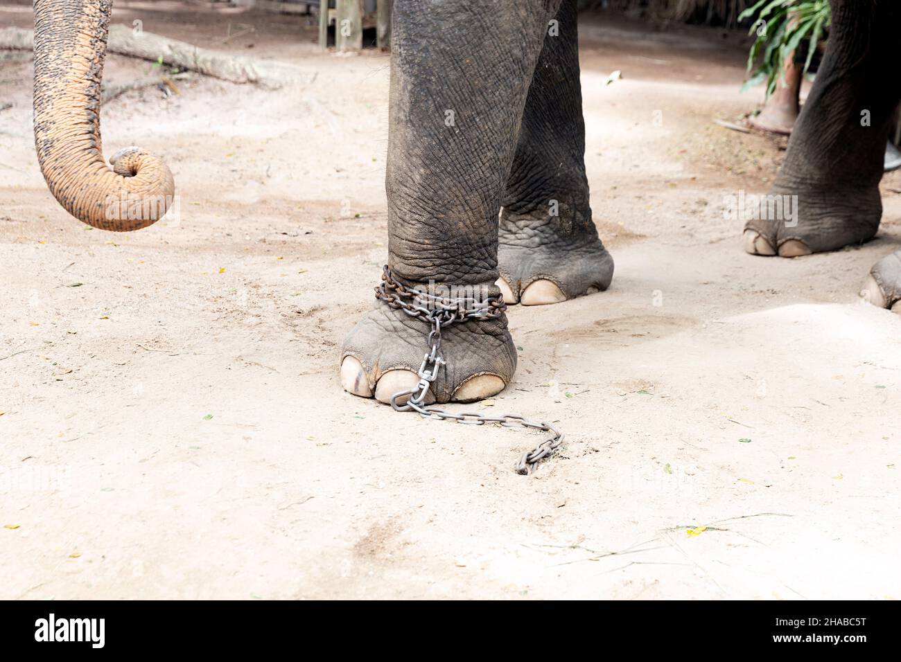 chained elephant animal foot Stock Photo Alamy