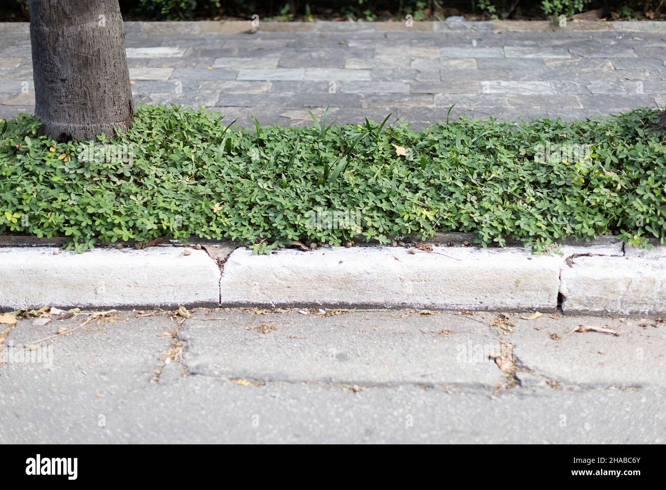 sidewalk vegetation asphalt day Stock Photo