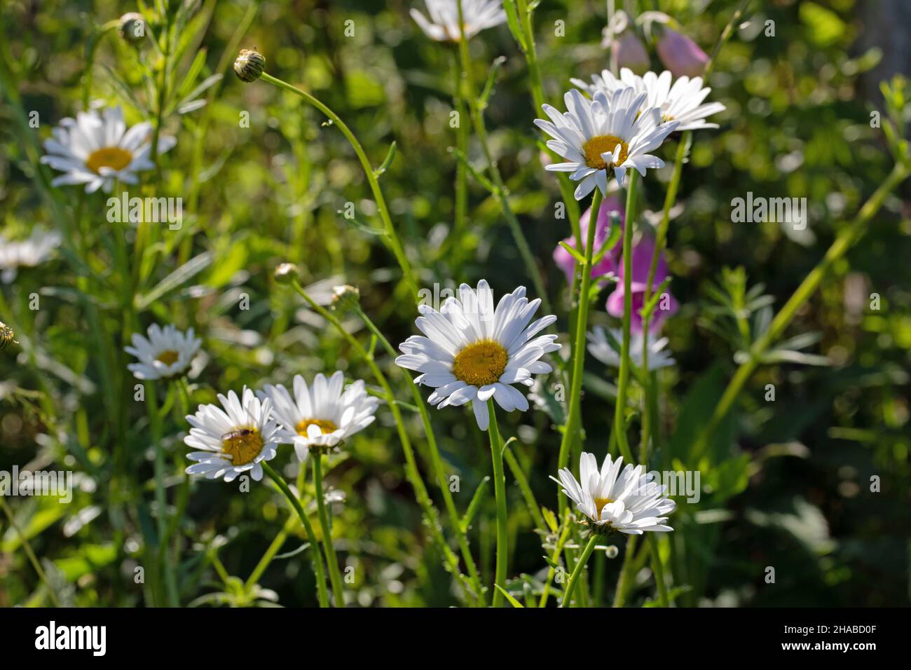 Oxeye Daisy (Leucanthemum vulgare), Group of flowering heads front facing.  Growing, left as island of colour and biodiversty by the mower, in rural, Stock Photo