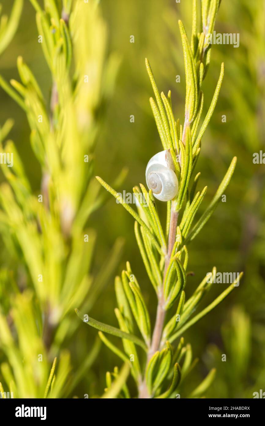 White snail shell on a lavender plant Stock Photo
