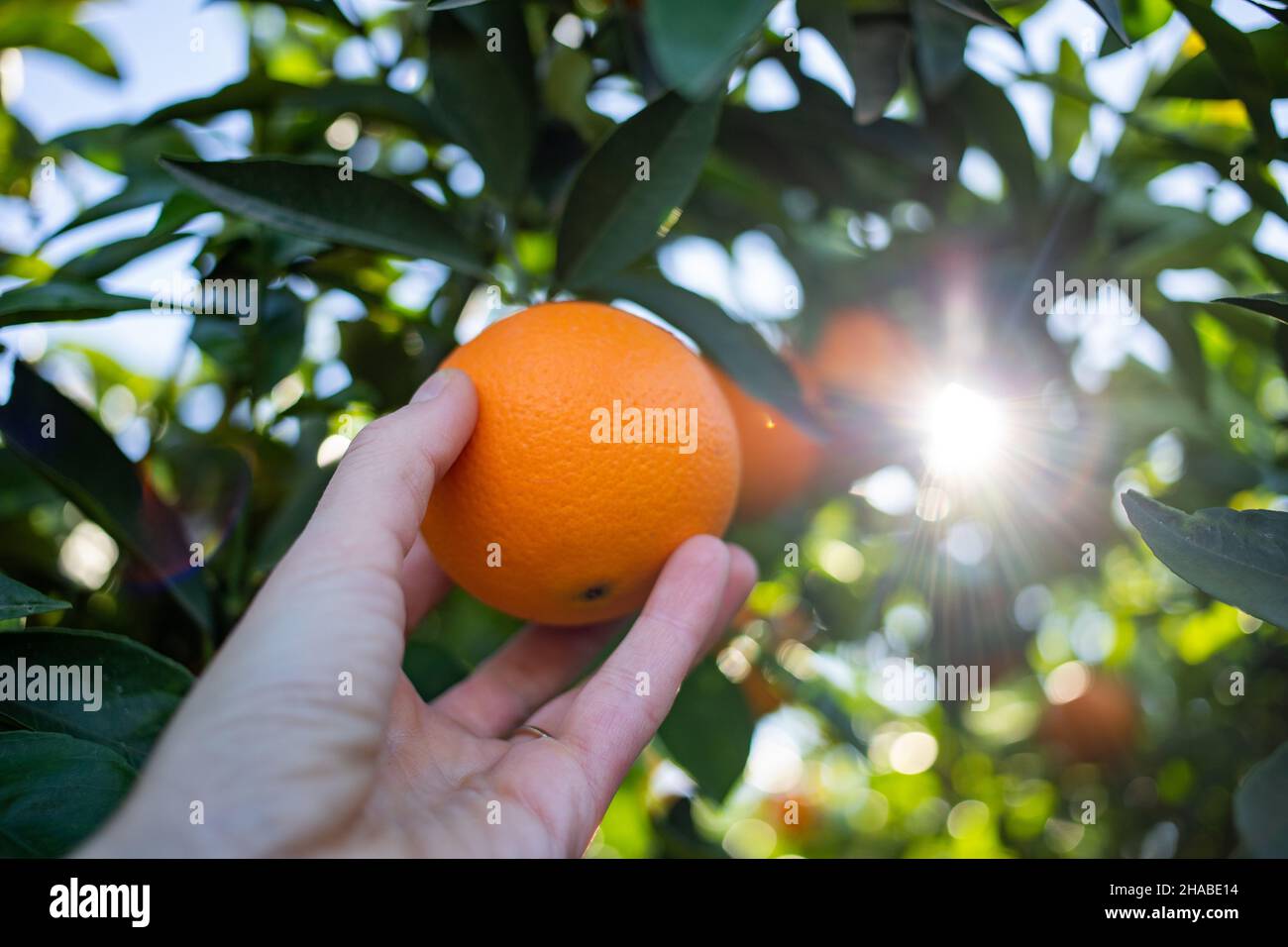 picking ripe oranges from an orange tree Stock Photo - Alamy