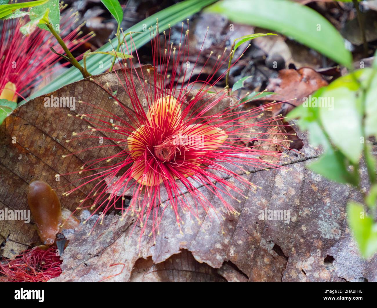 Equatorial flower hi-res stock photography and images - Page 2 - Alamy