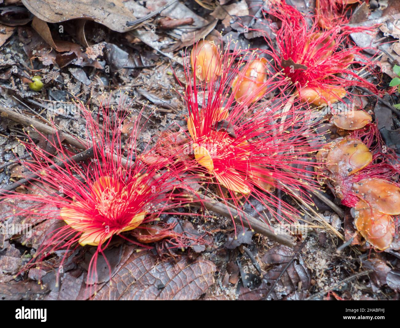 A beautiful red flowers in the Amazon jungle. Name: metrosideros polymorpha, iron pohutukawa. Brazil. South America. Amazonia Stock Photo