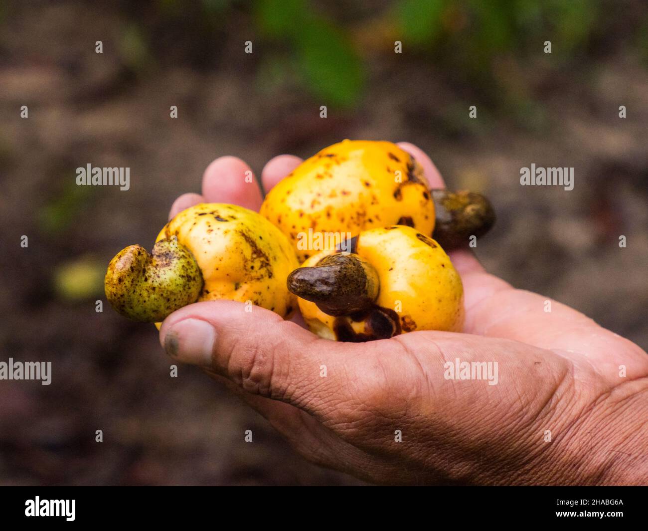 Cashew nuts in the hand- Amazon rainforest - anacardium, are a genus of flowering plants in the family Anacardiaceae, native to tropical regions of th Stock Photo