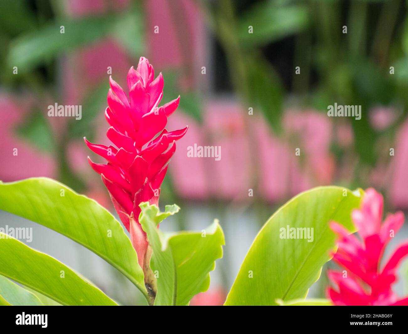 Red, beautiful flower. Alpinia Purpurata Jungle King Red Ginger Plant also called ostrich plume and pink cone ginger found in tropical garden in Letic Stock Photo