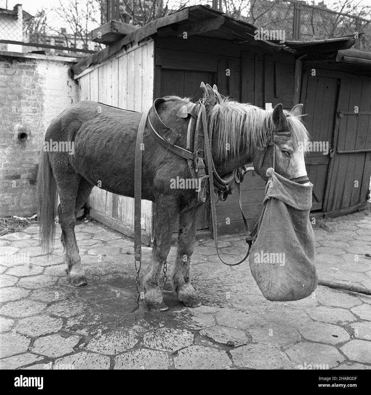 Warszawa, 1969-10-01. Konie na targu ¿ywnoœci w Warszawie. Nz. zmêczony, wynêdznia³y koñ. mb  PAP/Boles³aw Miedza    Dok³adny dzieñ wydarzenia nieustalony.      Warsaw, Oct. 1, 1969. Horses at a food market in Warsaw. Pictured: a tired, haggard horse.  mb  PAP/Boleslaw Miedza Stock Photo