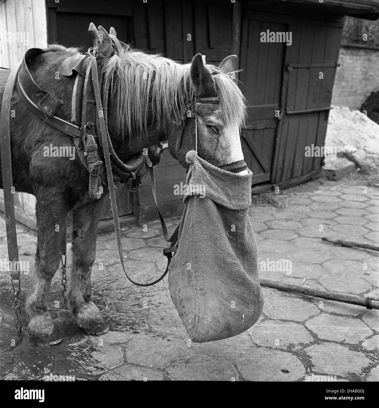Warszawa, 1969-10-01. Konie na targu ¿ywnoœci w Warszawie. Nz. zmêczony, wynêdznia³y koñ. mb  PAP/Boles³aw Miedza    Dok³adny dzieñ wydarzenia nieustalony.      Warsaw, Oct. 1, 1969. Horses at a food market in Warsaw. Pictured: a tired, haggard horse.  mb  PAP/Boleslaw Miedza Stock Photo