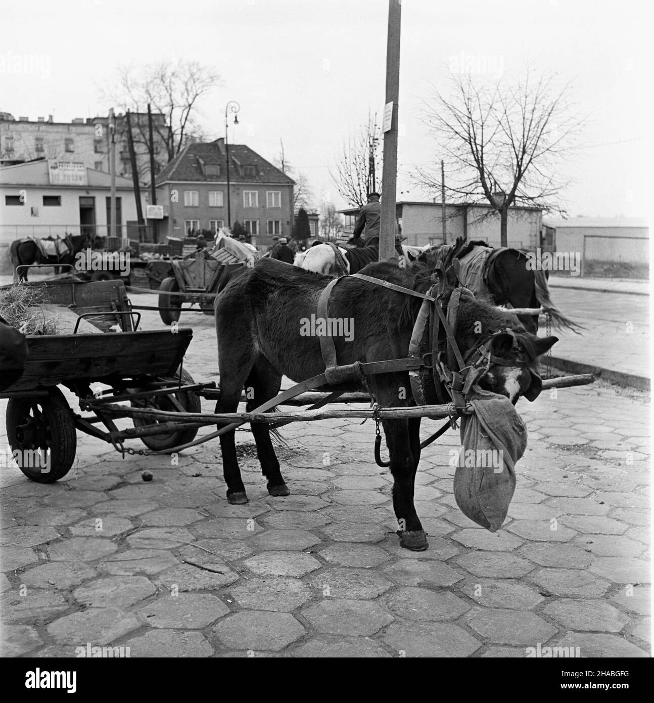 Warszawa, 1969-10-01. Konie na targu ¿ywnoœci. mb  PAP/Boles³aw Miedza    Dok³adny dzieñ wydarzenia nieustalony.      Warsaw, Oct. 1, 1969. Horses at a food market in Warsaw. Pictured: a horse harnassed to a cart.  mb  PAP/Boleslaw Miedza Stock Photo