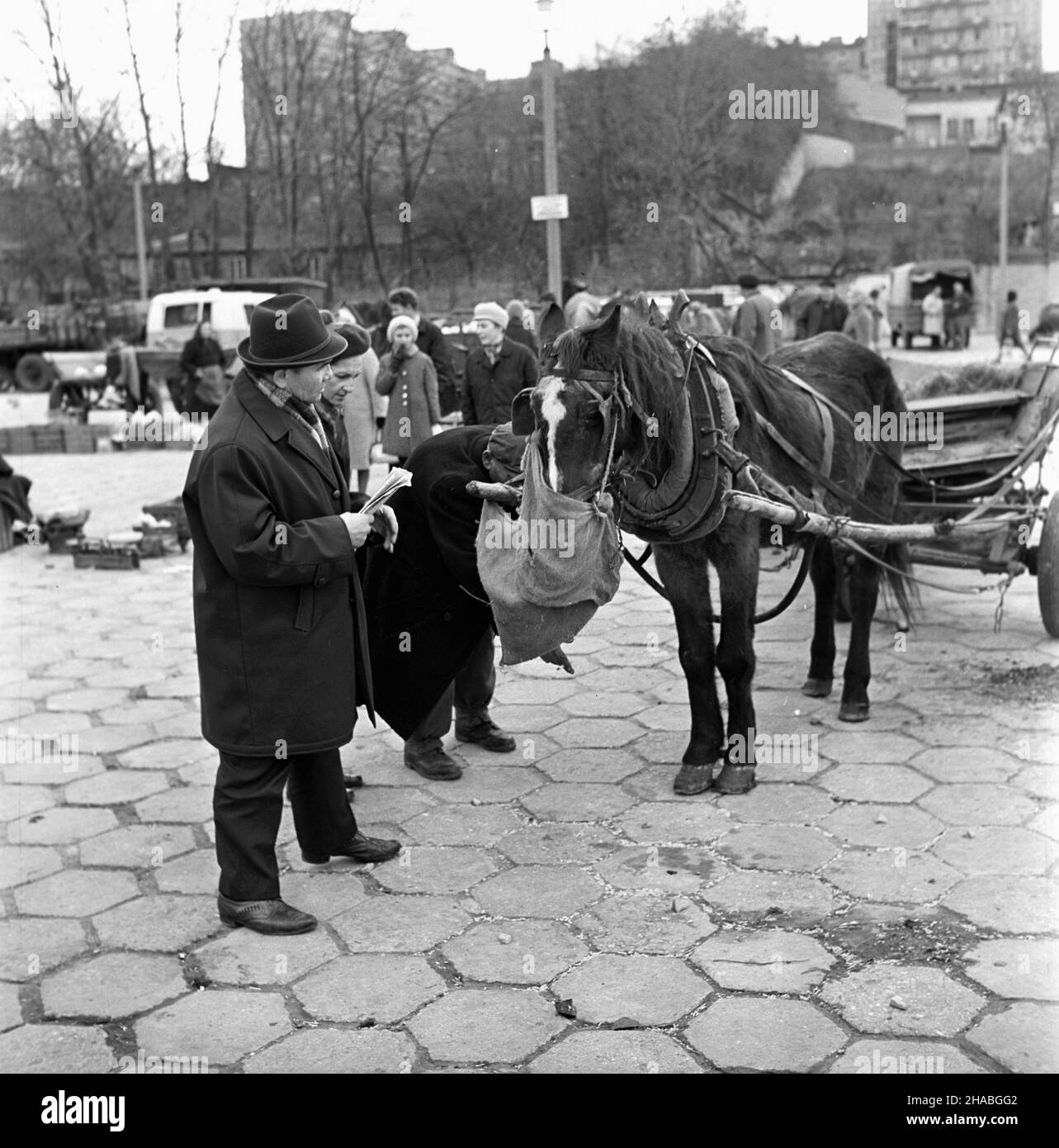 Warszawa, 1969-10-01. Konie na targu ¿ywnoœci w Warszawie. Nz. koñ zaprzêgniêty do wozu. mb  PAP/Boles³aw Miedza    Dok³adny dzieñ wydarzenia nieustalony.      Warsaw, Oct. 1, 1969. Horses at a food market in Warsaw. Pictured: a horse harnassed to a cart.  mb  PAP/Boleslaw Miedza Stock Photo