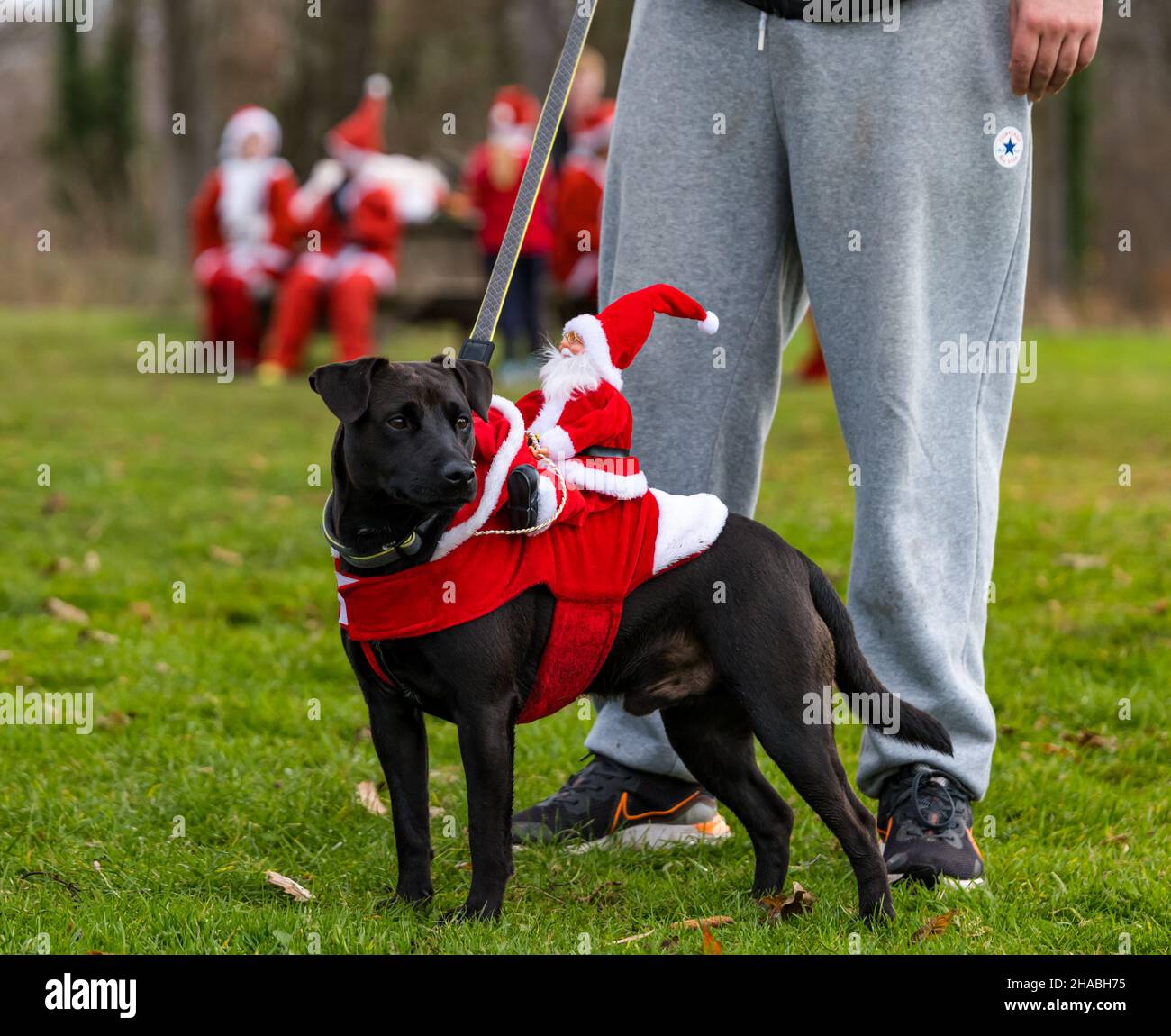 Dalkeith, Midlothian, Scotland, United Kingdom, 12th December 2021. Santa Run and Elf Dash: the charity fund-raising event takes place in Dalkeith Country Park to raise money for CHAS (Children’s Hospices Across Scotland) Pictured: the best dressed dog wins a prize with a Santa costume Stock Photo