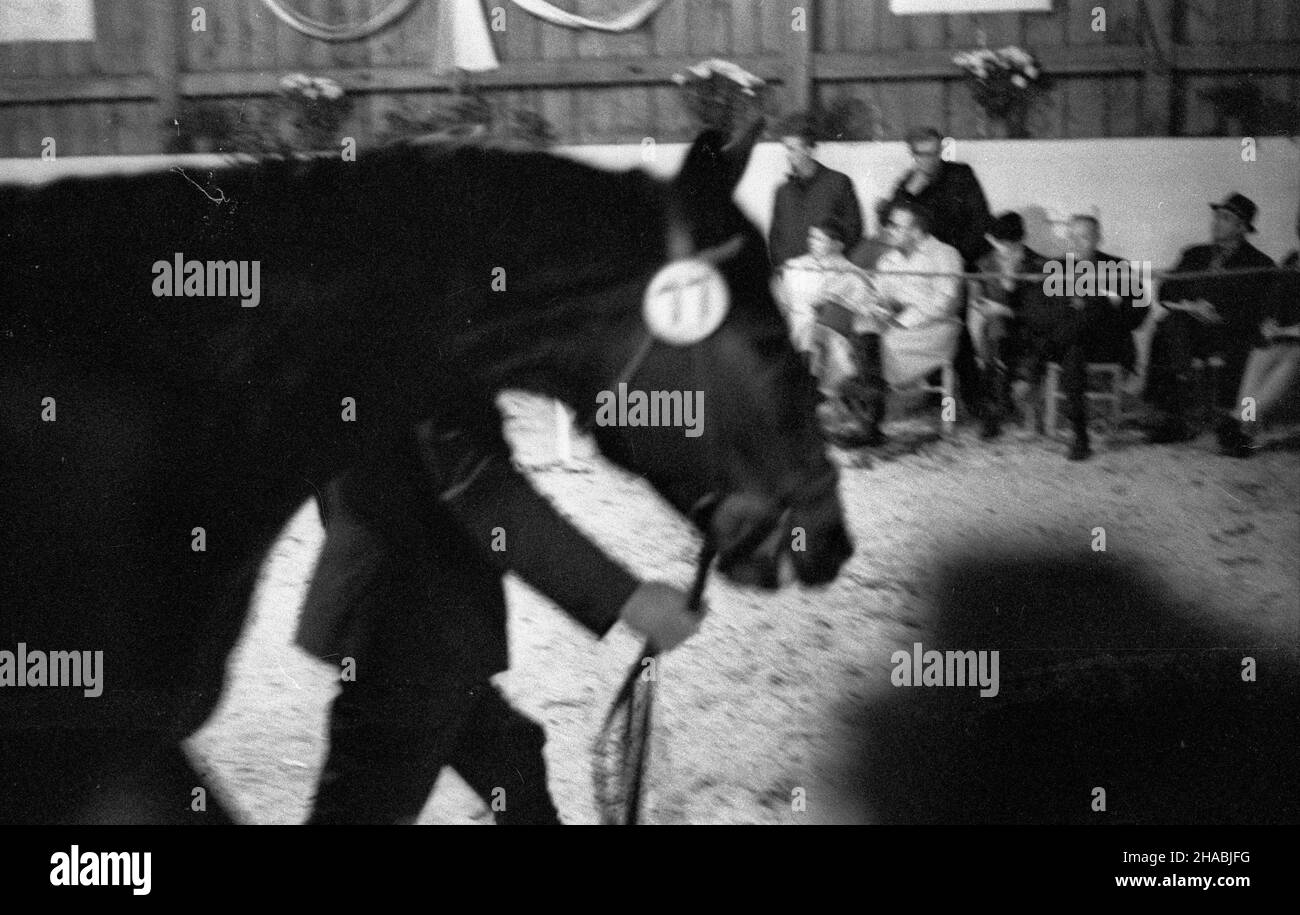 Starogard Gdañski, 1969-10-28. Aukcja koni czystej krwi arabskiej w Pañstwowym Stadzie Ogierów (PSO) w Starogardzie Gdañskim, zorganizowana w dniach 28 - 29 paŸdziernika 1969 r. Nz. jeden z koni przeznaczonych na sprzeda¿, prezentowany uczestnikom aukcji w budynku uje¿d¿alni. mb  PAP/Zbigniew Staszyszyn      Starogard Gdanski, Oct. 29, 1969. Arabian horses auction in the State Stud in Starogard Gdanski held on October 28 and 29, 1969. Pictured: one of stallions exposed in auction presented to participants of the auction in the manege building.  mb  PAP/Zbigniew Staszyszyn Stock Photo