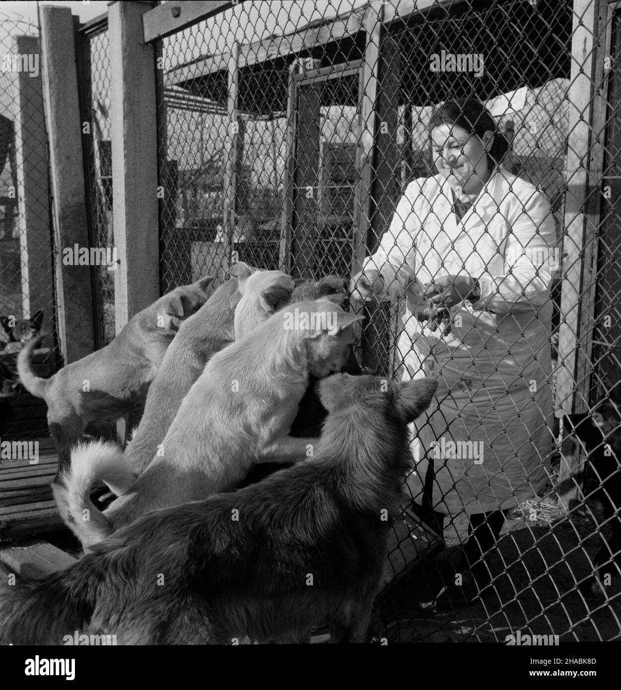 Stray dogs Black and White Stock Photos & Images - Alamy