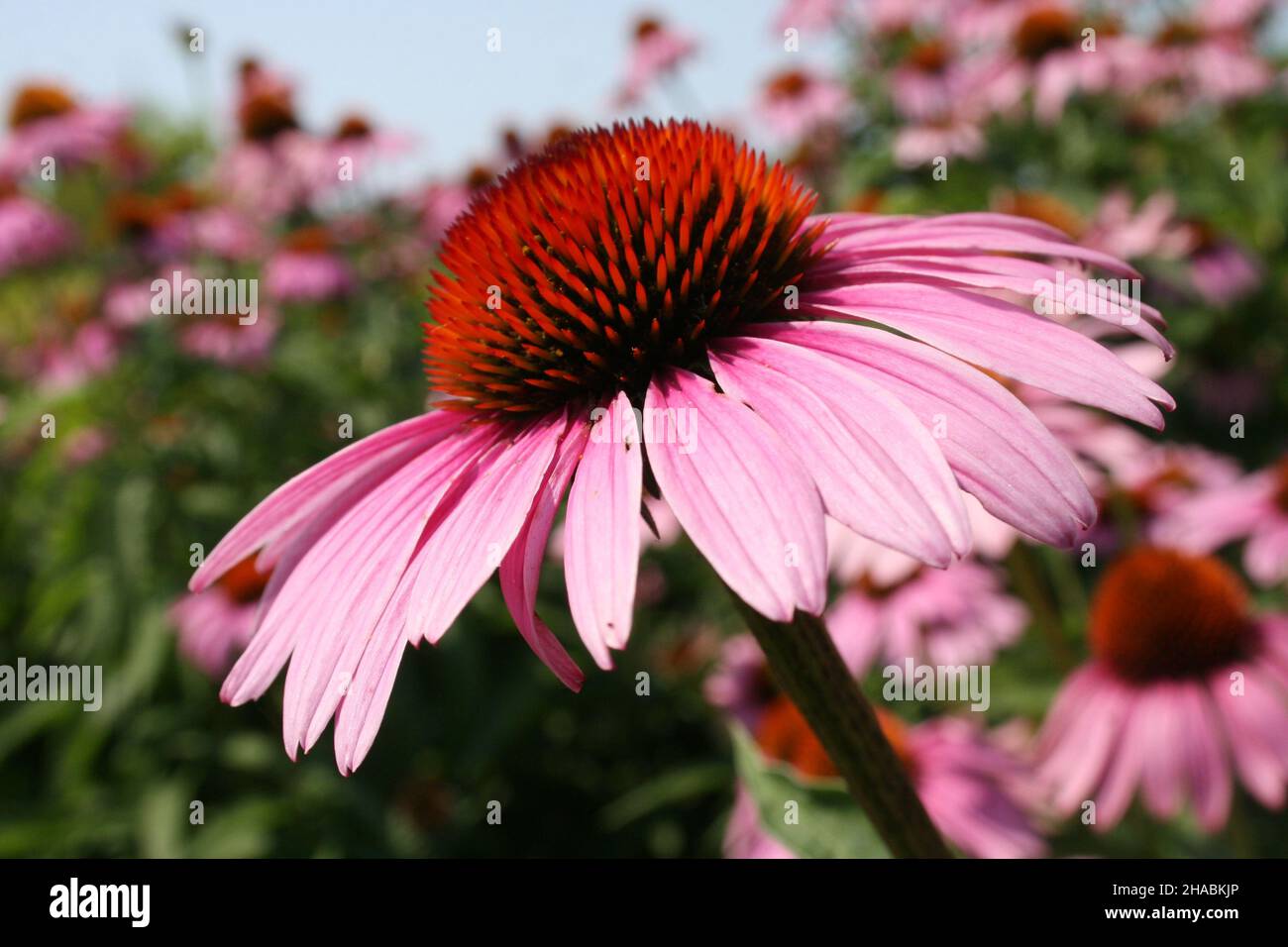 Pink coneflowers in bloom; Red iris. Donald Danforth Plant Science