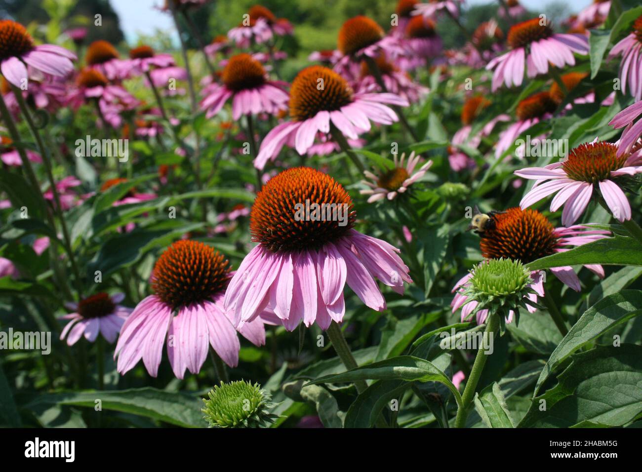 Pink coneflowers in bloom; Red iris. Donald Danforth Plant Science