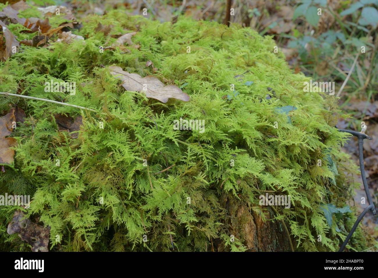 Common Tamarisk moss growing on a tree stump. Stock Photo