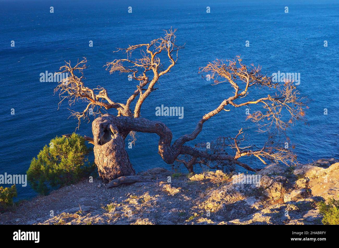 Example of survival in harsh conditions. The old crooked tree grows on the rock. View of the sea. Sunny evening Stock Photo