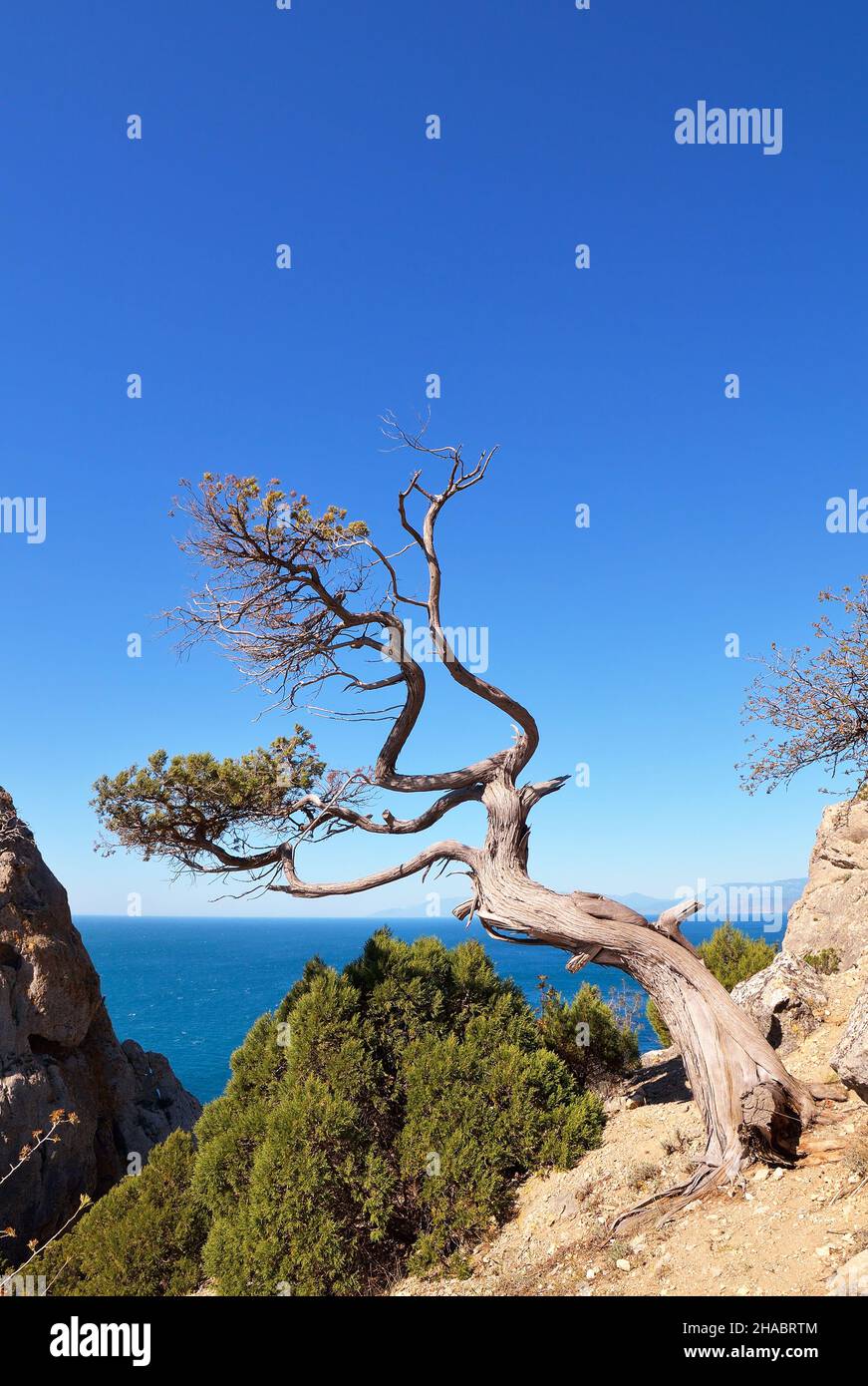 Summer landscape with old dry tree on a rock Stock Photo