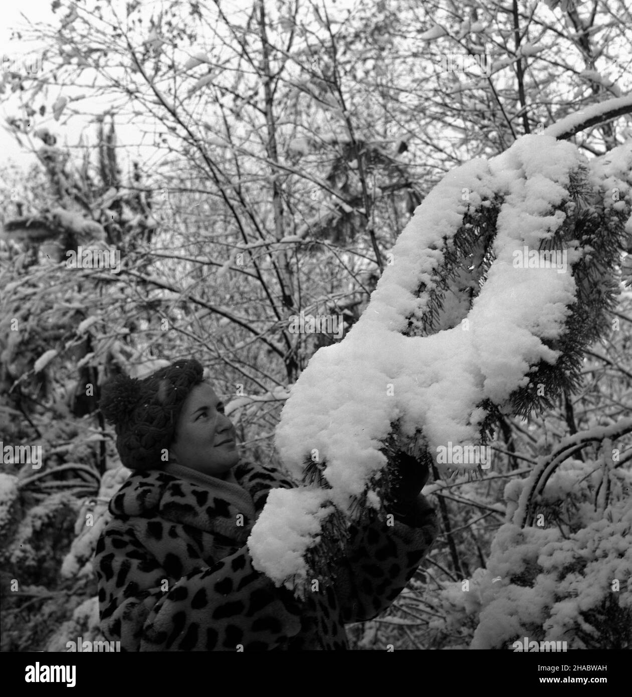 Olsztyn, 1969-11-05. Pierwszy œnieg w Olsztynie. Nz. kobieta dotyka przysypanej œniegiem ga³êzi. mb  PAP/Stanis³aw Moroz      Olsztyn, Nov. 5. 1969. First snow in Olsztyn. Pictured: a woman touches a snow-covered tree branche.  mb  PAP/Stanis³aw Moroz Stock Photo