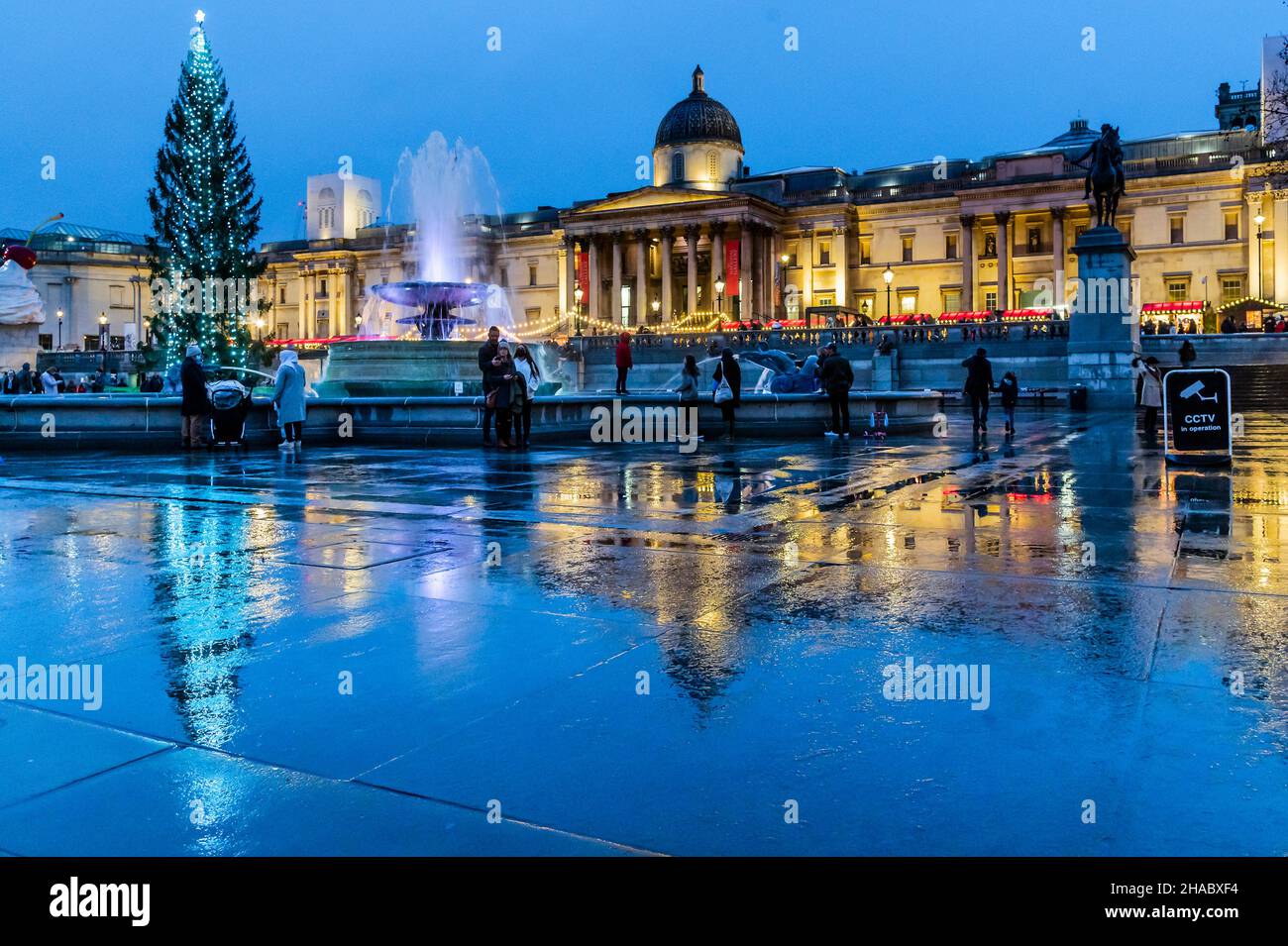 London, UK. 11th Dec, 2021. The Trafalgar square Christmas tree in wet wintry weather. Standing outside the National Gallery both are reflected in the wert stones of the square. Credit: Guy Bell/Alamy Live News Stock Photo
